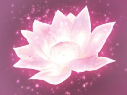 Lotus Digital