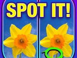 What’s the Difference? Spot It